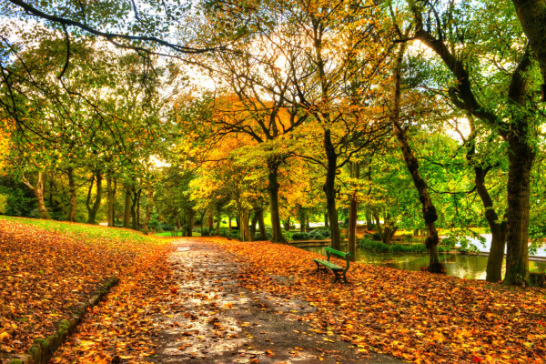 Обои Leaves Park Alley Trees Forest Autumn Walk Hdr №31300